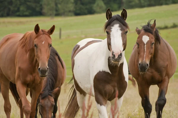 Horses on paddock outside — Stock Photo, Image