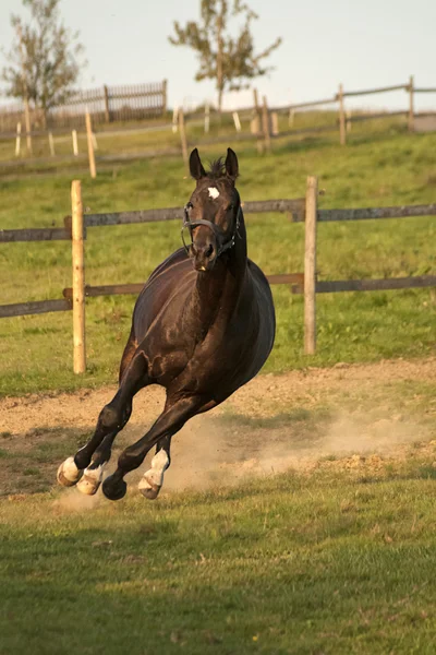 Les chevaux courent en courbe à l'extérieur sur le pré — Photo