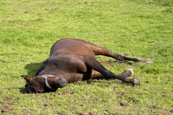 Horses sleeping outside on meadow — Stock Photo, Image
