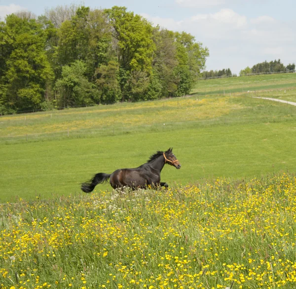 Pferd galoppiert frei auf Koppel draußen — Stockfoto