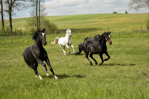 Horses galopping free — Stock Photo, Image