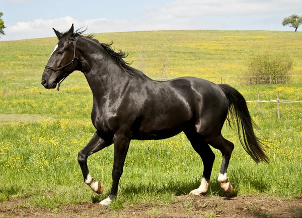 Orgulloso semental negro afuera en el prado —  Fotos de Stock