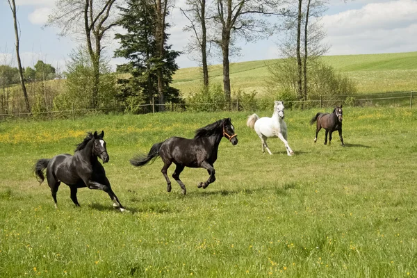 Pferde galoppieren frei — Stockfoto