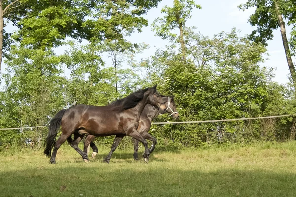 Zwei Pferde traben gemeinsam draußen auf der Weide — Stockfoto