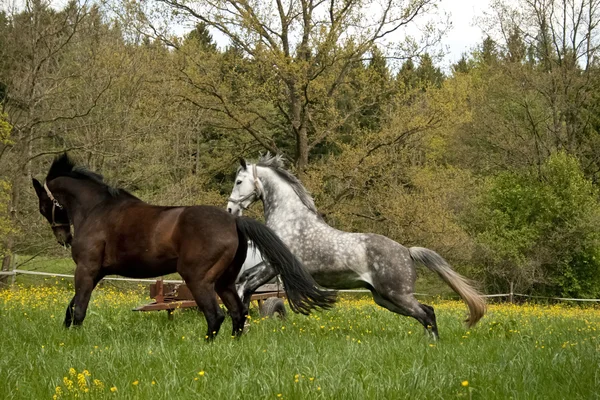 Paarden buiten op weide — Stockfoto