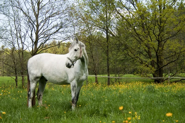 White Horse outside on meadow — Stock Photo, Image