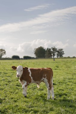 Calf outside on pasture clipart
