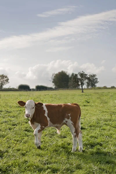 Veau dehors sur le pâturage — Photo