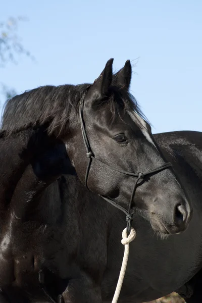 Retrato de un hermoso caballo negro — Foto de Stock