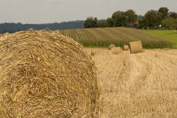 Haystacks em Cornfield — Fotografia de Stock