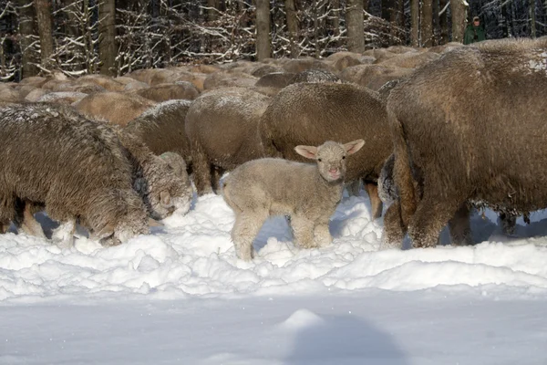 Овцы в снегу — стоковое фото