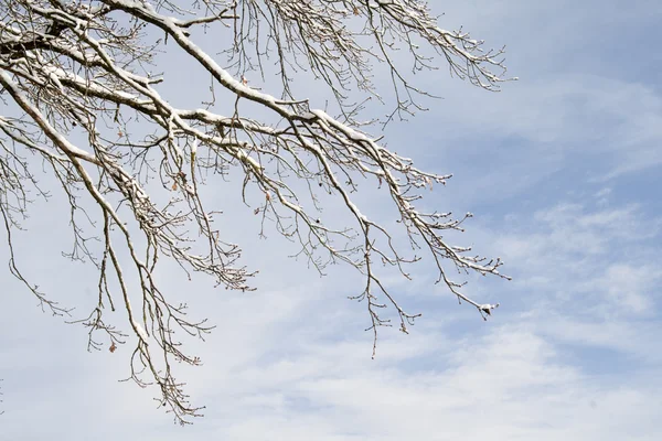 Paesaggio innevato — Foto Stock