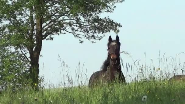 Caballo galope en cámara lenta — Vídeo de stock