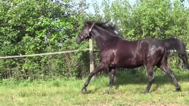 Galope de cavalo em câmara lenta — Vídeo de Stock