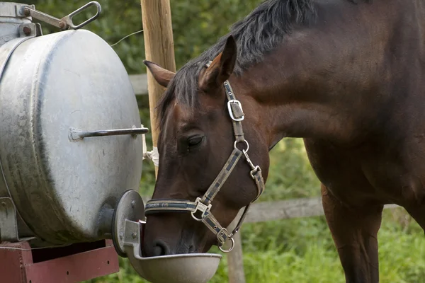 馬の水飲み場で — ストック写真