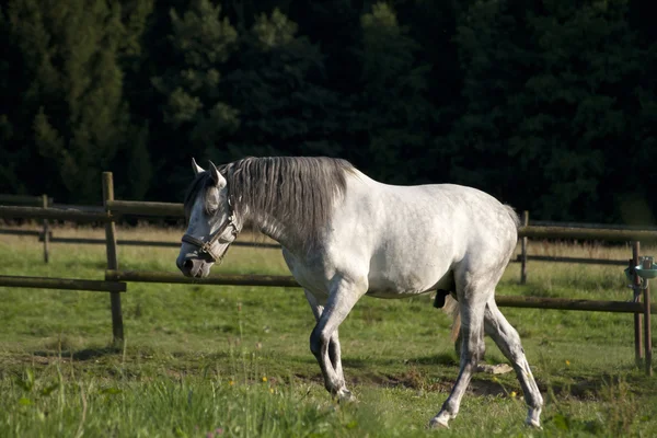 Cavalo branco no campo correr livre — Fotografia de Stock