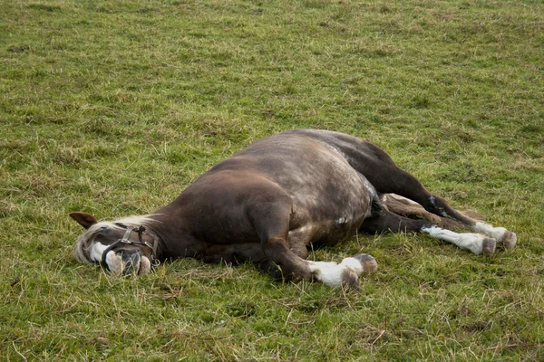 Horse sleep outside on paddock — Stock Photo, Image
