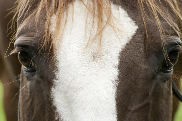 Koně tvář zblízka — Stock fotografie
