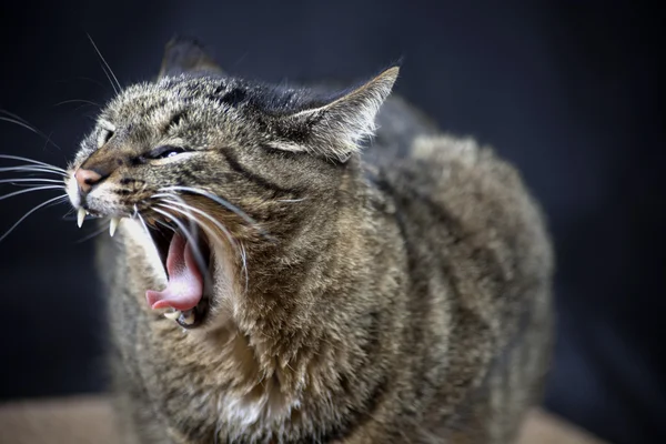 Angry cat hisses — Stock Photo, Image