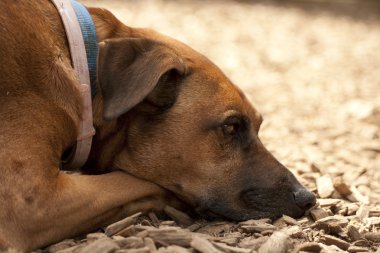 köpek uyurken