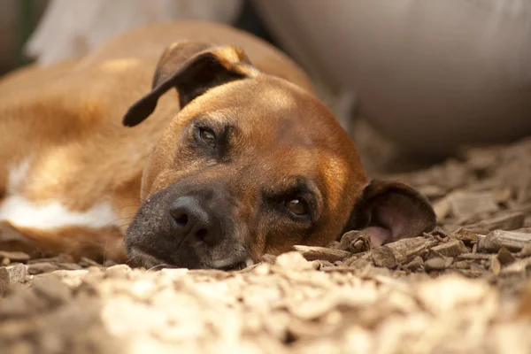 Köpek uyurken — Stok fotoğraf