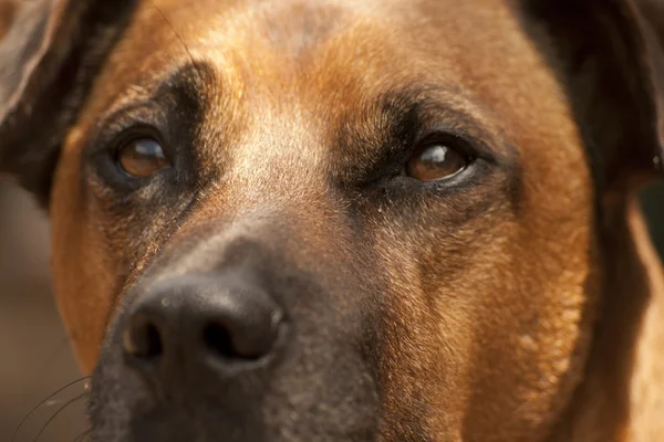 Dogs Eyes Close up — Stock Photo, Image