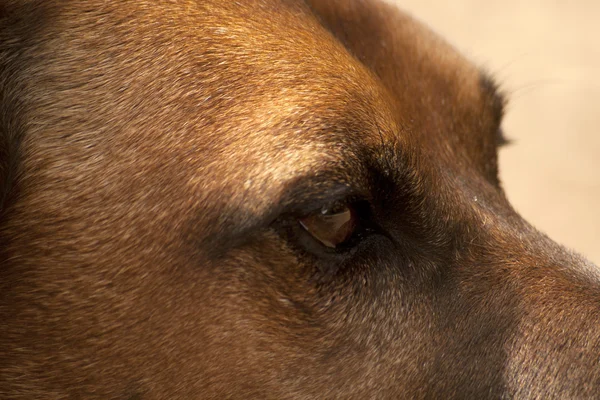 Dogs Eyes Close up — Stock Photo, Image