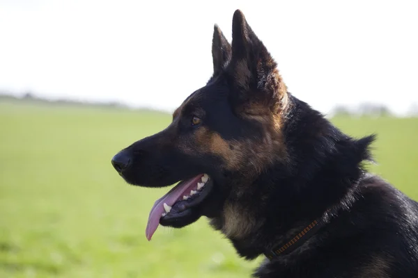 Deutscher Schäferhund — Stockfoto