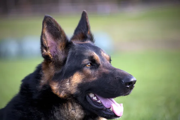 Duitse herder — Stockfoto