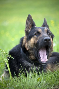 Sürpriz omg köpek komik şok yüz