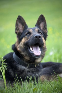 Mutlu Alman çoban köpeği