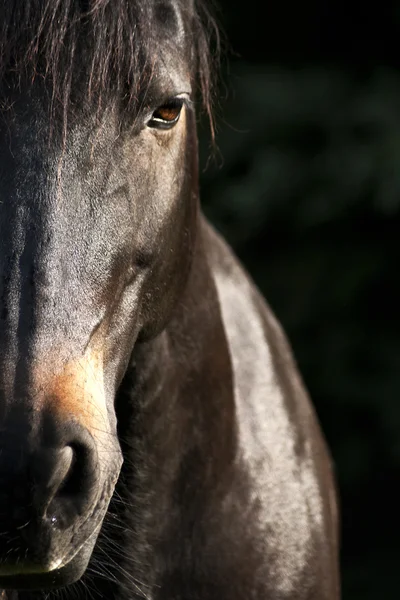 Cavalos rosto de perto — Fotografia de Stock