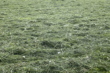 Harvesting hay mowed grass
