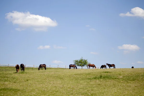 Horses grazing free on paddock — Zdjęcie stockowe
