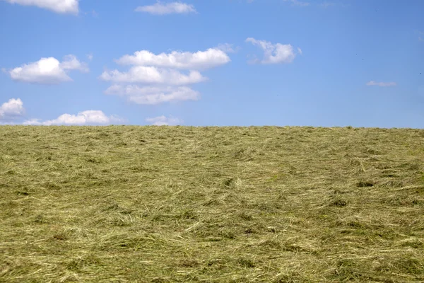 Harvesting hay mowed grass — Stok fotoğraf