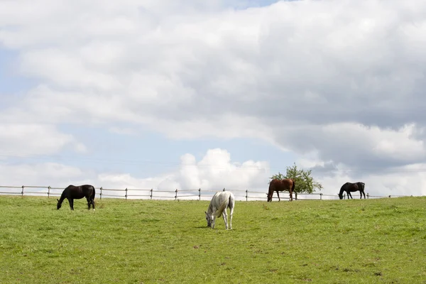 Pferde grasen frei auf der Koppel — Stockfoto