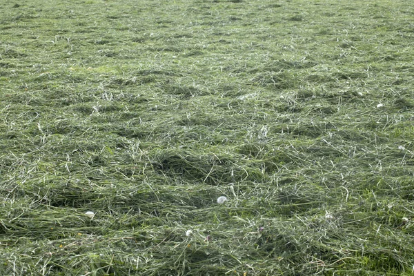 Harvesting hay mowed grass — ストック写真
