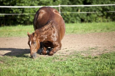At mera üzerinde aşağı diz