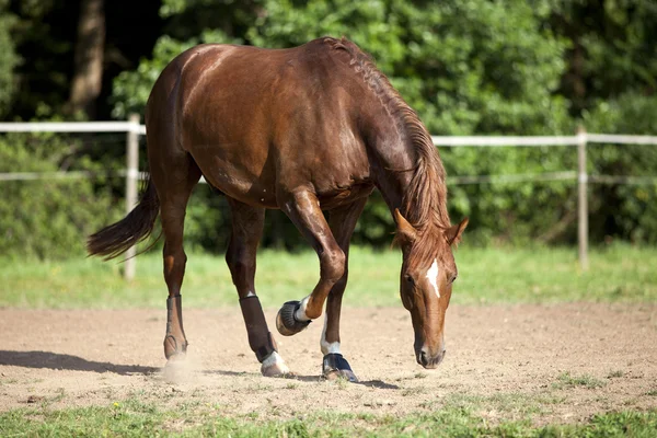 Cheval sur le paddock patte le sol — Photo