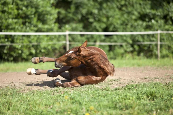 Chute de cheval crash — Photo