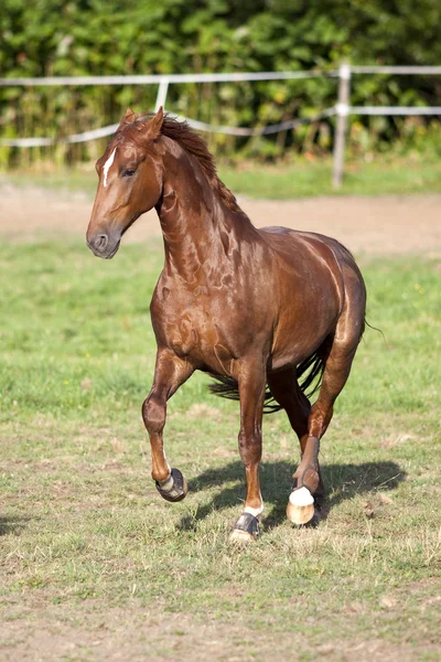 Dumny koń galop wolna na zewnątrz łąka. — Zdjęcie stockowe