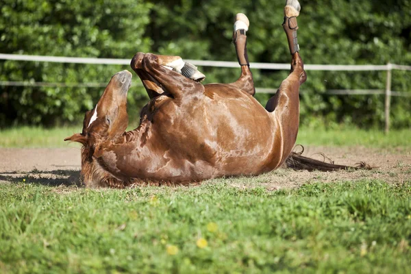 Cheval couché sur le dos et avoir du plaisir à rouler dans le sable — Photo