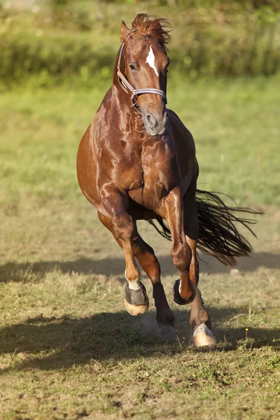 Horse gallop powerful free in paddock frontal — Stock Photo, Image