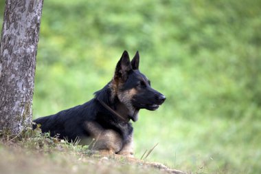 Alman Shepard köpek dışında ağacın altında yatıyordu