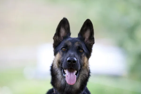 Tatlı köpek portre ön — Stok fotoğraf