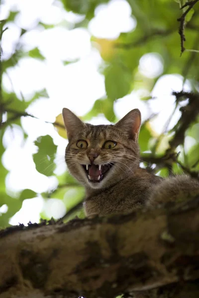 Cat high up in tree meow — Stock Photo, Image