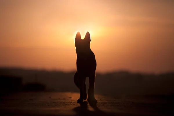 Dog backlight silhouette in sunset — Stock Photo, Image