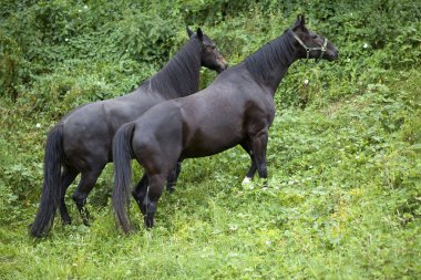 Doğada dışında iki siyah at Tepeye tırmandığını