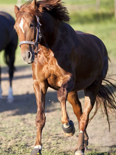 पॅडॉक फ्रंटलमध्ये घोडा गॅलॉप शक्तिशाली मुक्त — स्टॉक फोटो, इमेज