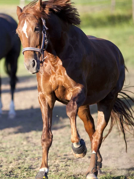 Caballo galope potente libre en paddock frontal —  Fotos de Stock